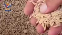 Yemeni Rice: Successful Strategic Initiative Bolstering Food Security