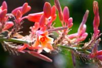 In the Curator’s Words: Beyond the lawn: A San Diego County garden showcases the future of sustainable landscapes