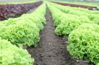 Taylor Farms Cyclospora Outbreak: FDA Finds Parasite at Mexico Facility and Grower Drainage Ditch