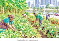 Gardening in the city