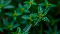 Tiny Carbon Dots Coated in Amino Acids Help Medicinal Plant Fight Cadmium Pollution