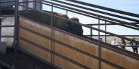 Lakota nonprofit returning bison to 40,000 acres in Badlands National Park to restore native prairie