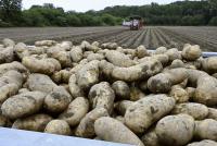 Japan decision on lifting ban on U.S. fresh potato imports may come earlier