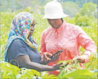 When mobile phones reach TZ farms, smallholders gain opportunities, but new digital divides emerge