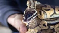 Pet ball python slips loose in Indiana hospital emergency room after patient brings it in