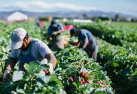 Assembly Bill 2646 Raises Minimum Wage for Ag Workers to $19.75/hr.
