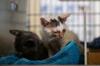 Arizona Man's Fatal Pneumonic Plague Followed Contact with Two Sick Cats, Offering Lessons for Southwest Pet Owners