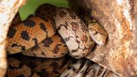 Wyoming police call dealership for help after 3-foot bull snake slithers into woman's car