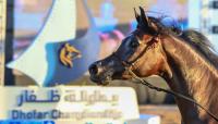 Dhofar Arabian Horse Beauty Championship kicks off