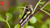 Scientists tracked a rare Florida butterfly for 35 years and found hurricanes were unexpectedly helping its population recover