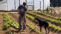 Canada imposes new tariffs on U.S. farm goods, raising uncertainty for Kern farmers