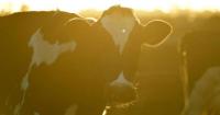 Farmers want slasher taken to length of daylight saving