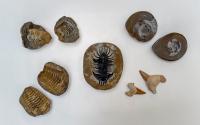 Gary Griggs, Our Ocean Backyard | Fossils from an ancient ocean 
