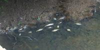 Opelika sewer leak tied to dead fish in Halawakee Creek