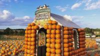 The affordable Essex pumpkin patch named among the UK's best