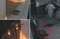 NYC’s catholic raccoon? ‘Devout’ critter marches into Greenwich Village church during special mass