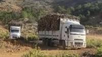 Turkish companies accelerate tree cutting in the Behdînan region