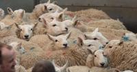 UA Stirling tops store lambs at £157 whilst gimmers reach £410 at Thainstone