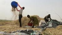 The ancient African rice that could help farmers grapple with climate change