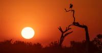 From Capture to Create: The Evolution of Competitive Wildlife Photography