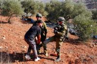 Israeli occupiers injure 16 Palestinians, burn 55 olive trees in West Bank attacks