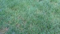 Gardening With Allen: Will clover-turfgrass lawn work here?