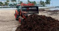 City passes resolution on sargassum