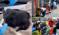 Permissive Canadian city that legalized drugs is so awash with substances that crows are getting high on its streets