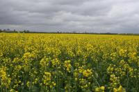 Arable has a bright future in Northern Ireland