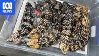 The lucrative illegal trade smuggling Australia's reptiles overseas