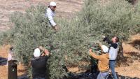IOF, Settlers Target Palestinian Olive Harvesters Across West Bank