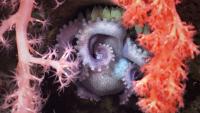 57 new species discovered in Argentina’s underwater canyons following CONICET’s historic campaign