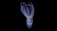 CONICET discovers 57 new species and five genera in submarine canyons of the Argentine Sea during 2025 expedition