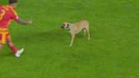 Scotland game halted by dog pitch invasion as BBC forced to cut footage