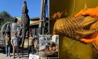 Gigantic 844-pound alligator dubbed 'Snaggletooth' captured in South Carolina