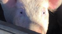 Why Botswana-based Wendy Piggery is not your regular pig farming business