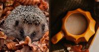 Which Fall Hot Beverage Are You?