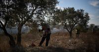 Israeli forces help settlers seize West Bank olive groves, say witnesses
