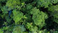 Scientists can now see through forests, but this creates a new problem