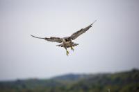 It's migration season for hawks and eagles in Massachusetts. Here's how to spot them