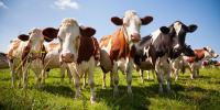 British farmers facing worst-ever outbreak of bluetongue on record