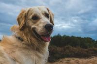 Golden Retriever Meets a Pack of Great Pyrenees and His Personality Steals the Show