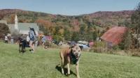 Vermont festival highlights foliage and plenty of pups