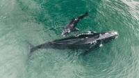 The animals that return to South Africa every spring