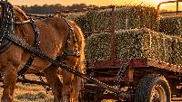 16-year-old Amish boy dies after farming accident