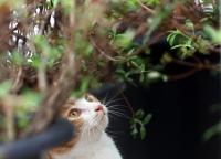 Korea's Pet Food Market Grows 67% in Five Years, but Import Share Unknown