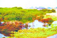 Plastic peril in mangroves