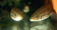 Decapitate, gut, or throw away: Missouri’s new warning for an invasive species