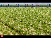 Lettuce probe into largest foodborne illness outbreak of parasite in US history: Mexico's Health Ministry investigation finds shocking results
