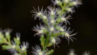 Scientists Uncover the Genetic Switch Behind Mugwort’s Silvery Armor of T-Shaped Hairs